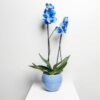 Fleur Orchide Blue