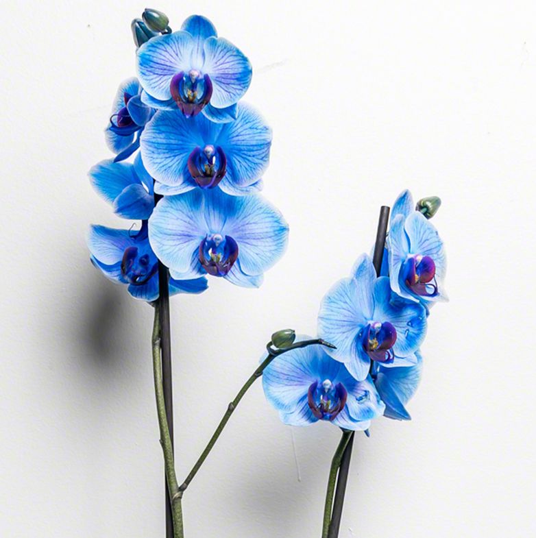 Fleur Orchide Blue