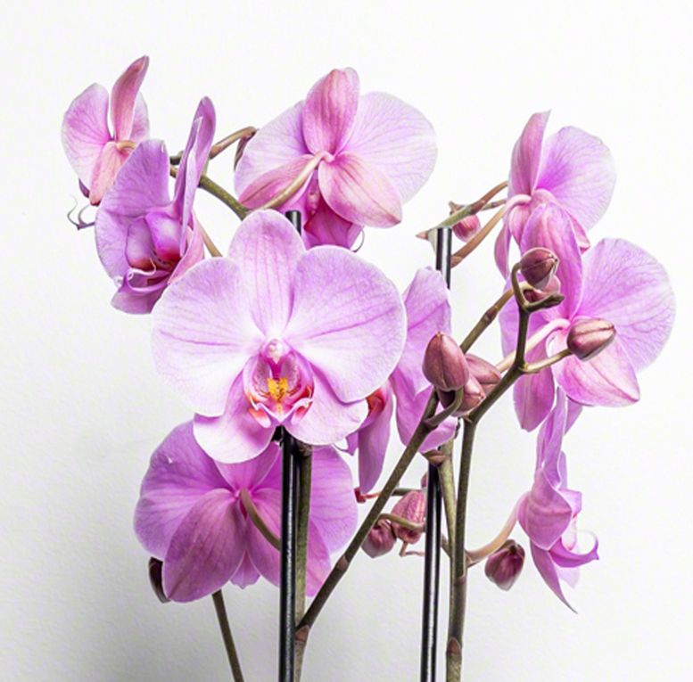 Fleur Orchide Pink