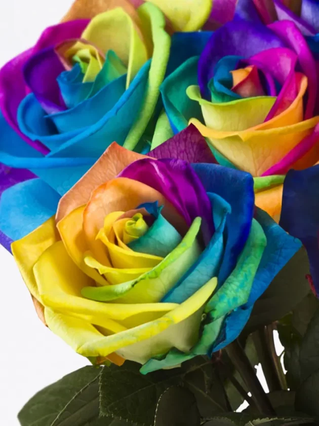 10 roses arc-en-ciel