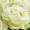 10 roses blanches - Avalanche