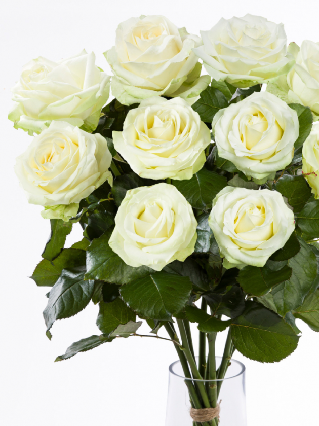 10 roses blanches - Avalanche