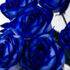 10 roses bleues