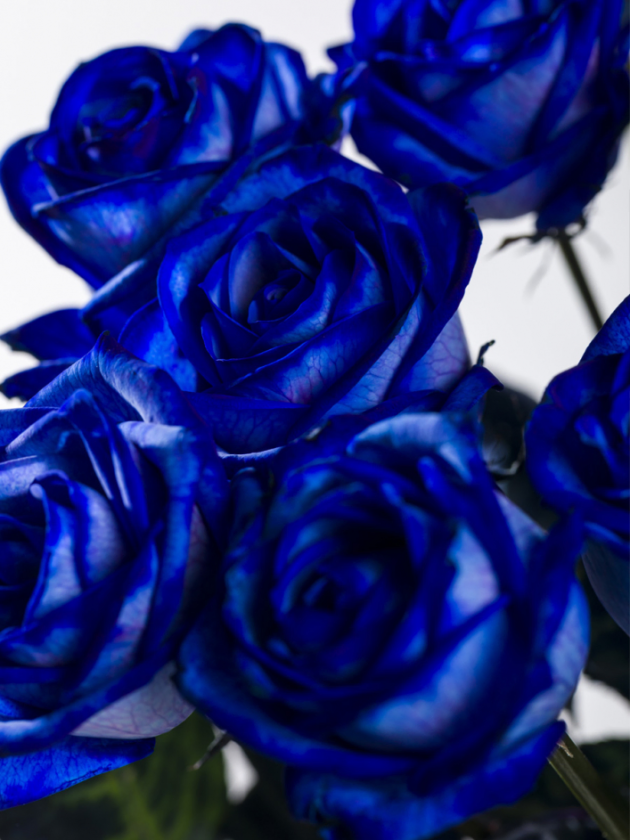 10 roses bleues