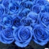 10 roses bleues