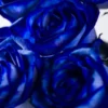 10 roses bleues