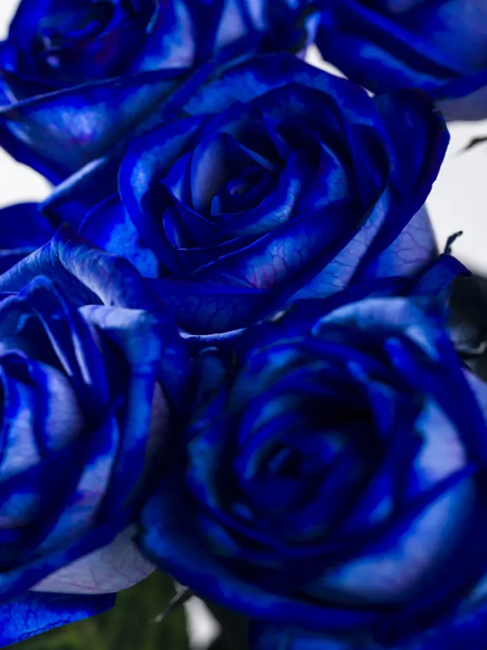 10 roses bleues