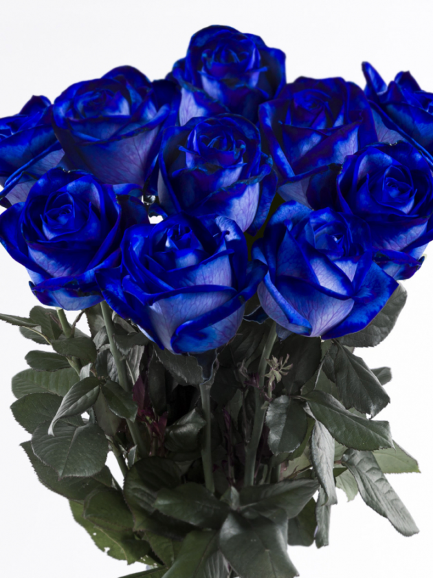 10 roses bleues