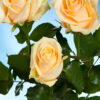 10 roses couleur saumon - Avalanche Peach