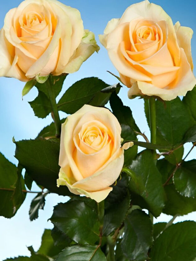 10 roses couleur saumon - Avalanche Peach