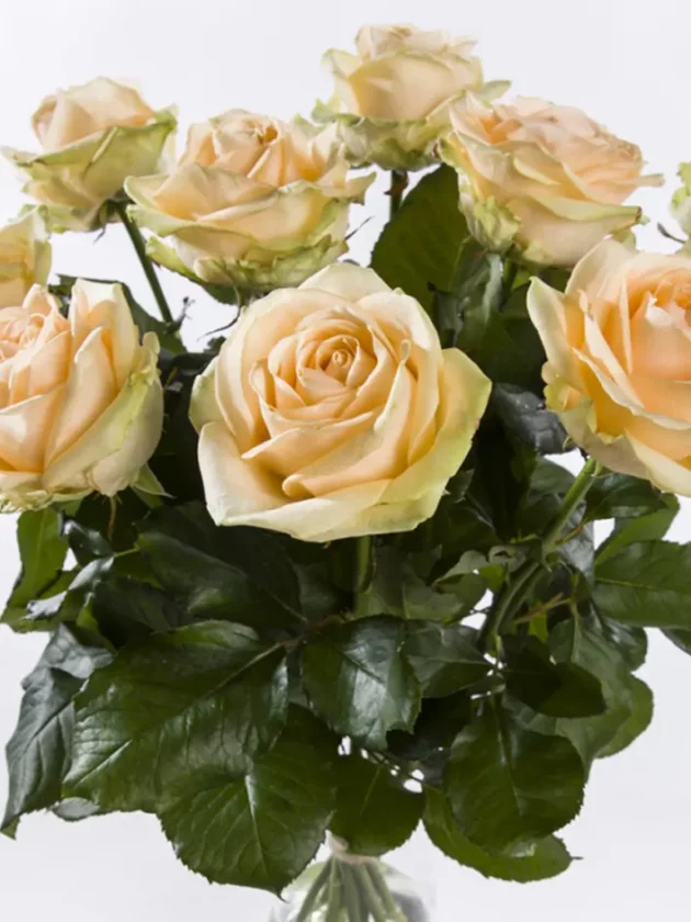 10 roses couleur saumon - Avalanche Peach