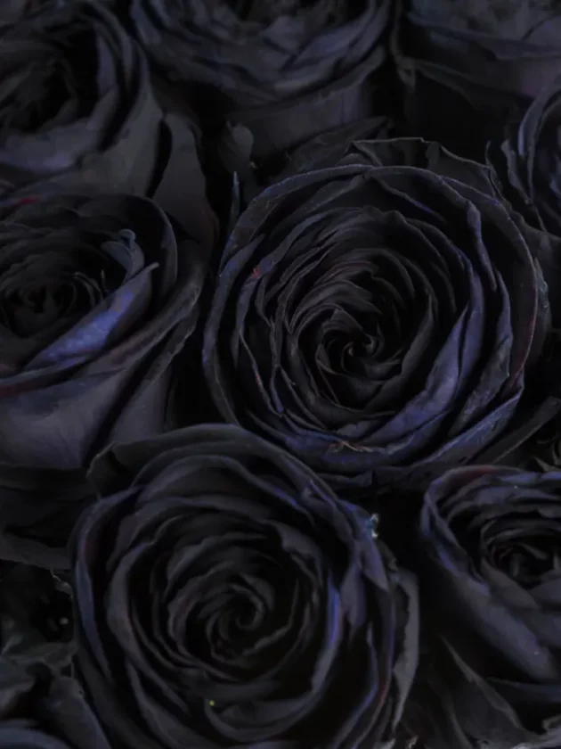 10 roses noires