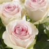 10 roses rose tendre - Sweet Revival