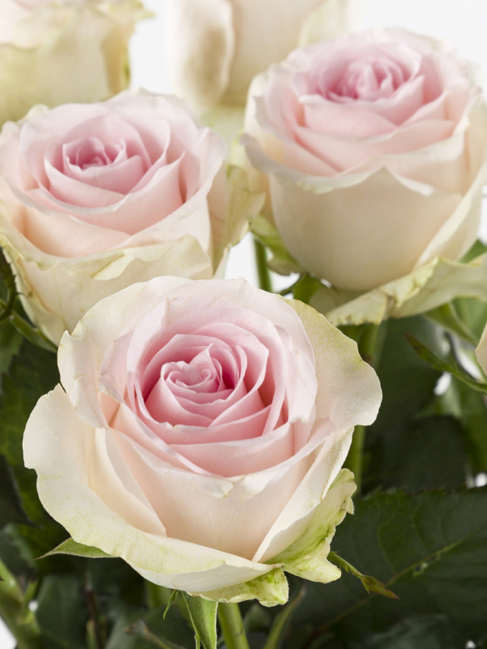 10 roses rose tendre - Sweet Revival