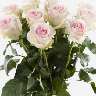 10 roses rose tendre - Sweet Revival