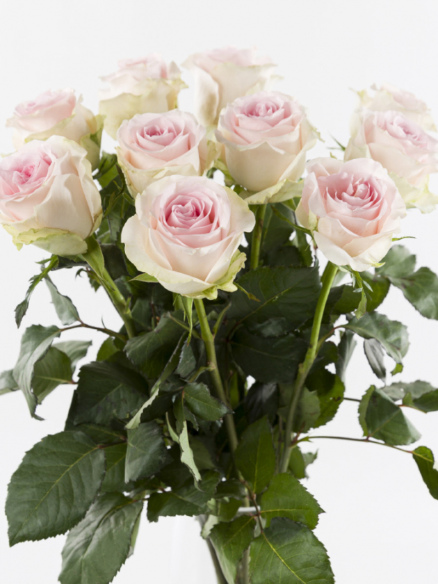 10 roses rose tendre - Sweet Revival