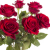 10 roses rouges