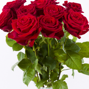 10 roses rouges