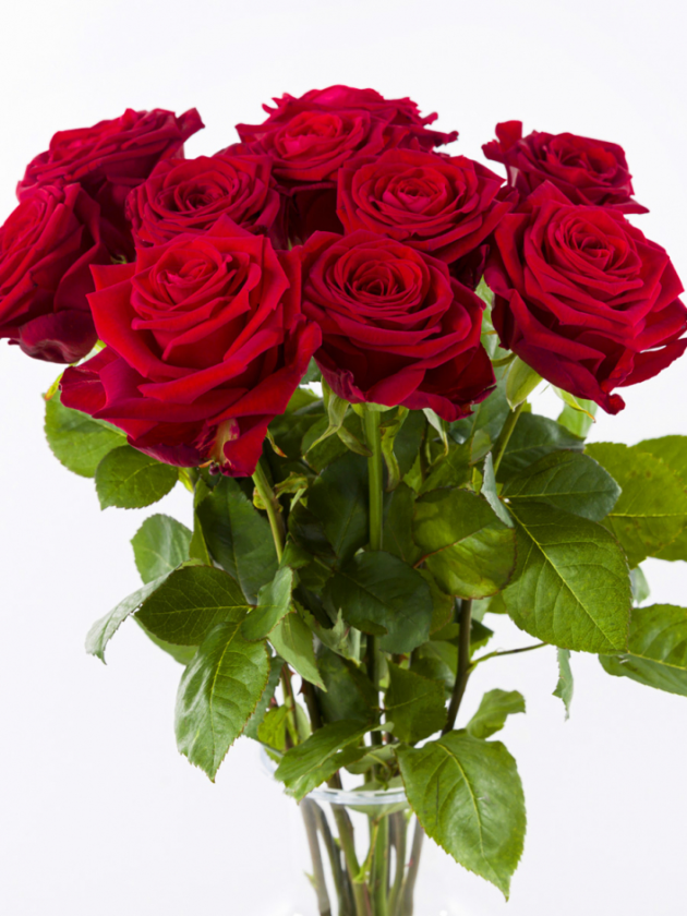 10 roses rouges