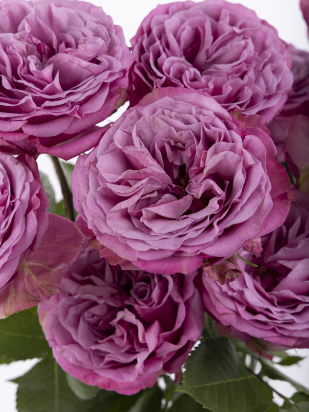 10 roses violettes