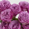 10 roses violettes