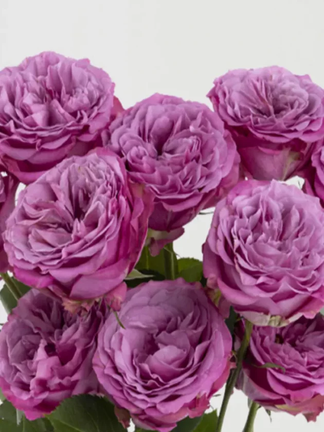 10 roses violettes