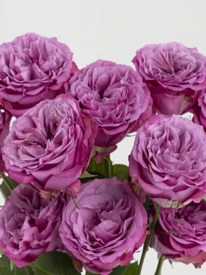 10 roses violettes