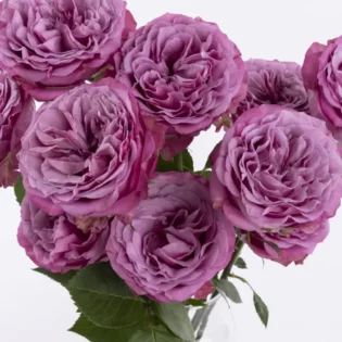 10 roses violettes