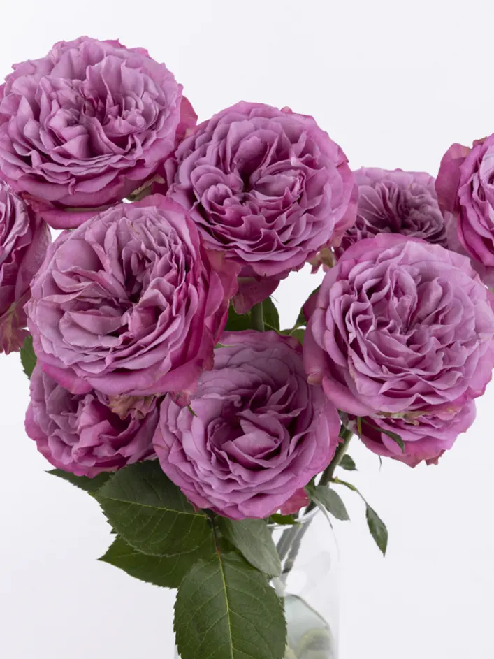 10 roses violettes