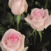 10 roses rose tendre - Sweet Revival