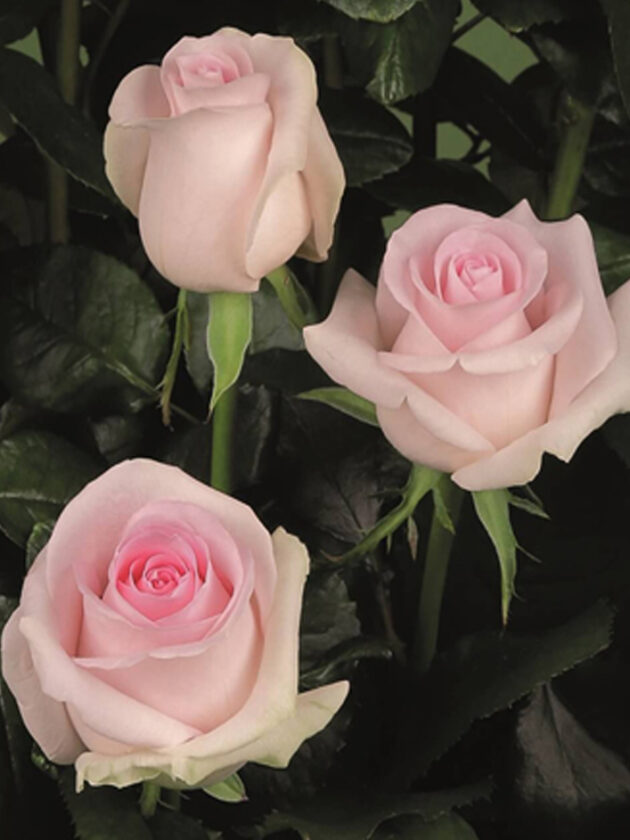 10 roses rose tendre - Sweet Revival